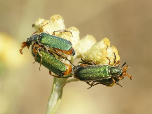 Cerocoma schreberi