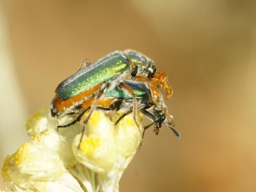 Cerocoma schreberi