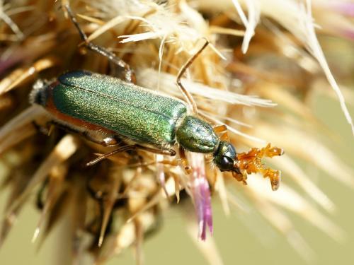 Cerocoma schreberi