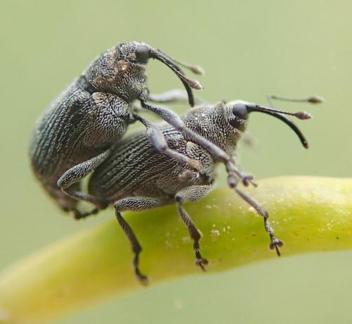 Réf. 142 365 : Ceutorhynchus sp.