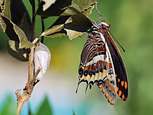 Charaxes jasius
