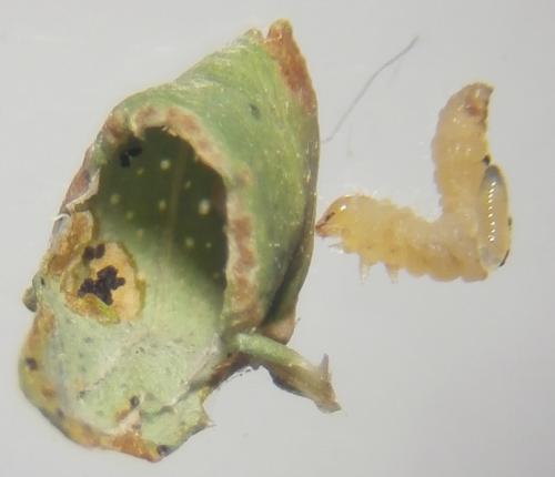 Réf. 142 231 : Euspilapteryx auroguttella
