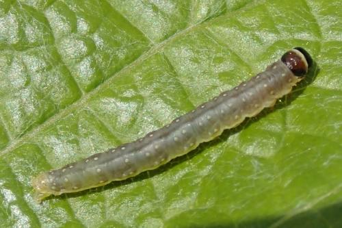 Réf. 142 284 : Sparganothis pilleriana