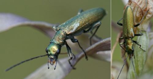 Réf. 142 733 : Chrysanthia viridissima