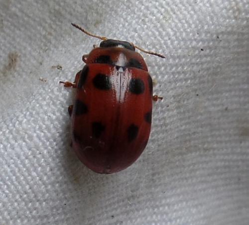 Gonioctena decemnotata