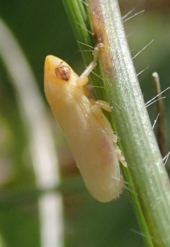 Neophilaenus sp.