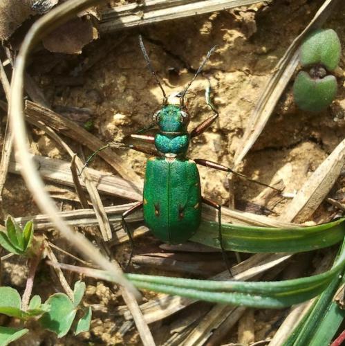 Cicindela campestris