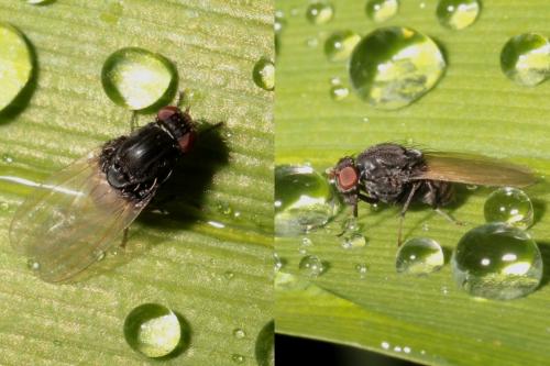 Minettia longipennis