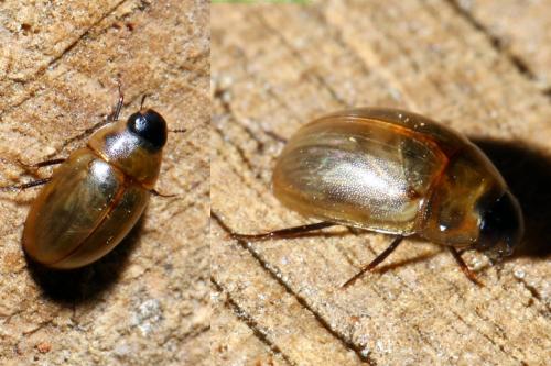 Enochrus melanocephalus