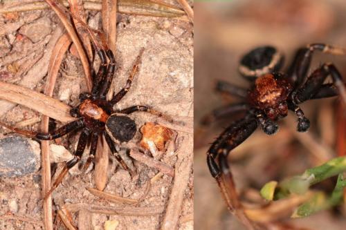 Xysticus luctator