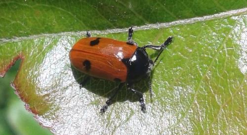 Réf. 142 431 : Clytra laeviuscula