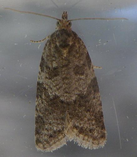 Réf. 142 741 : Cnephasia sp.
