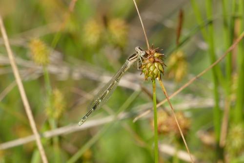 Coenagrion caerulescens