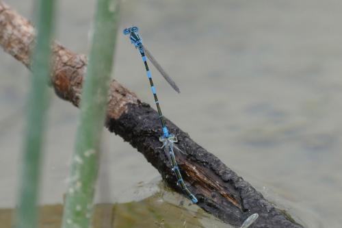 Réf. 142 482 : Coenagrion caerulescens