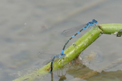 Réf. 142 483 : Coenagrion caerulescens