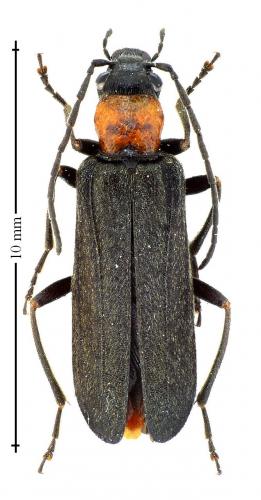 Anogcodes fulvicollis