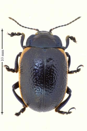 Chrysolina sp.