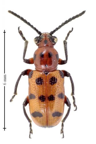 Réf. 142 742 : Crioceris quatuordecimpunctata