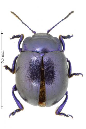 Chrysolina sp.