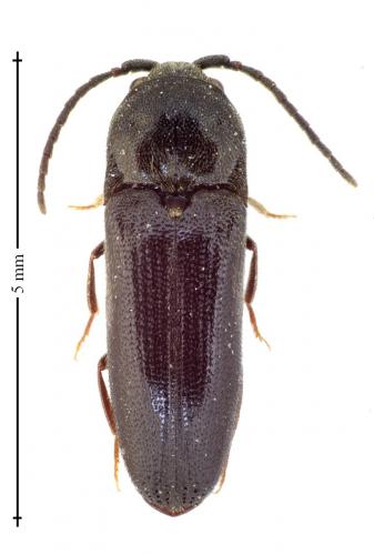 Réf. 142 234 : Microrhagus lepidus