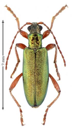 Donacia clavipes