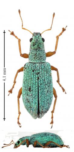 Réf. 142 132 : Polydrusus impressifrons