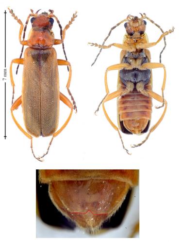 Réf. 142 481 : Cantharis sp.