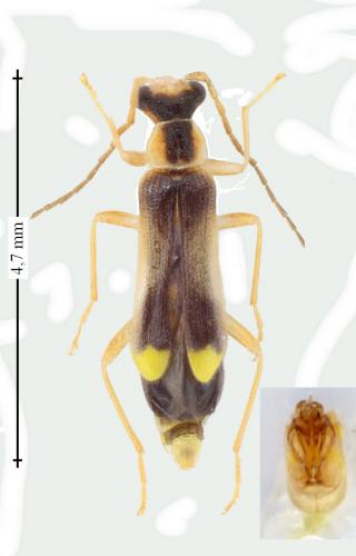 Malthinus fasciatus