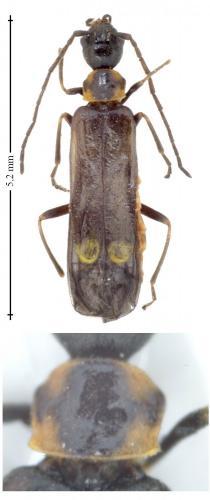 Réf. 142 993 : Malthodes sp.
