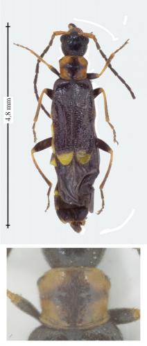 Réf. 142 992 : Malthodes sp.