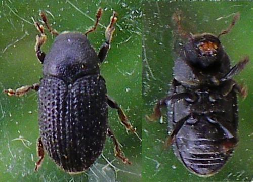 Réf. 142 123 : Hylesinus crenatus