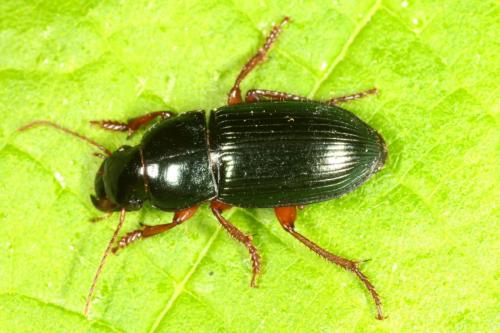 Réf. 142 026 : Harpalus rubripes