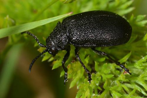 Galeruca sp.