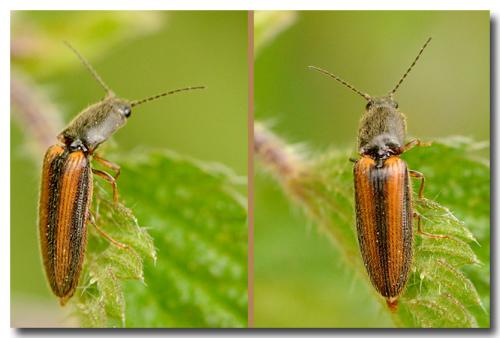 Réf. 142 572 : Athous vittatus