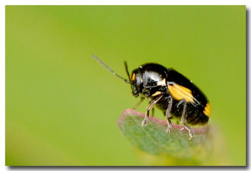 Réf. 142 859 : Cryptocephalus moraei