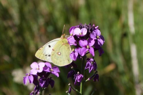 Colias croceus
