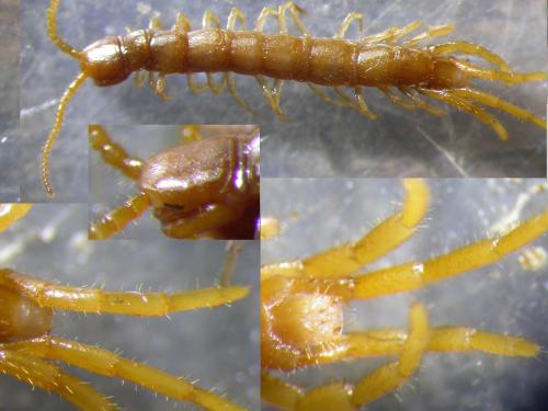 Lithobius aeruginosus