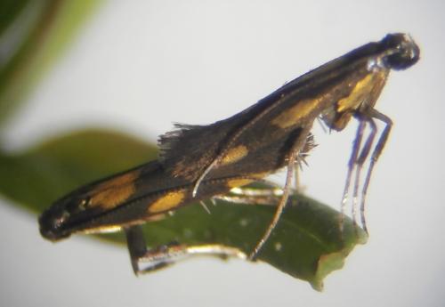 Réf. 142 232 : Euspilapteryx auroguttella