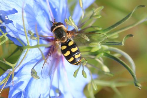 Réf. 142 538 : Eupeodes luniger