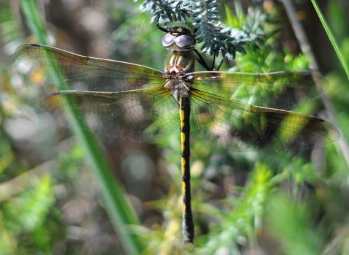 Oxygastra curtisii