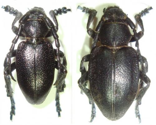 Dorcadion thessalicum thessalicum