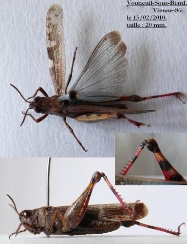 Aiolopus strepens