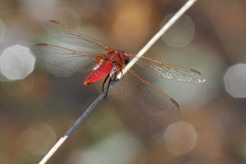 Crocothemis erythraea