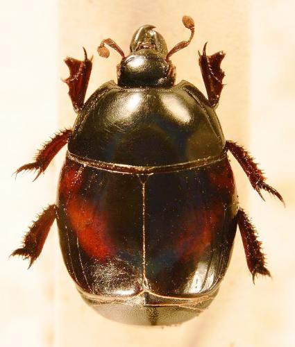Réf. 142 699 : Hister quadrinotatus quadrinotatus