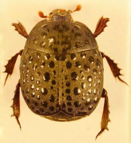 Margarinotus scaber
