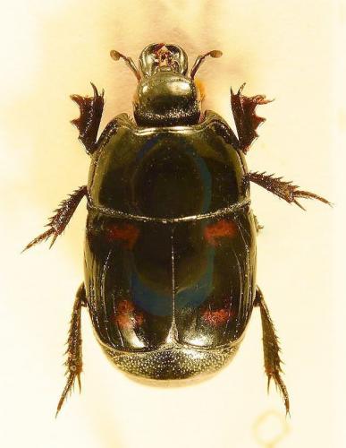 Réf. 142 692 : Hister pustulosus