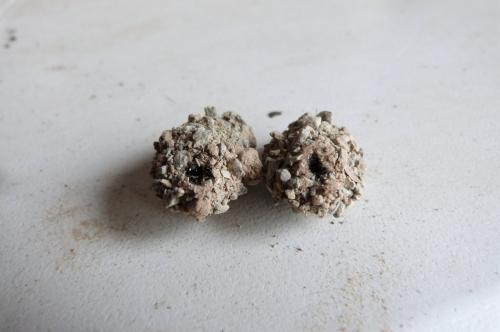 Réf. 142 189 : Cucullia scrophulariae