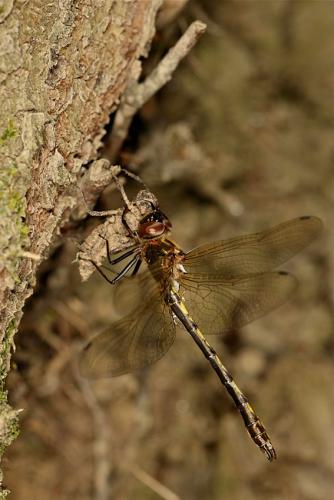 Oxygastra curtisii