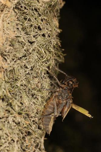 Oxygastra curtisii