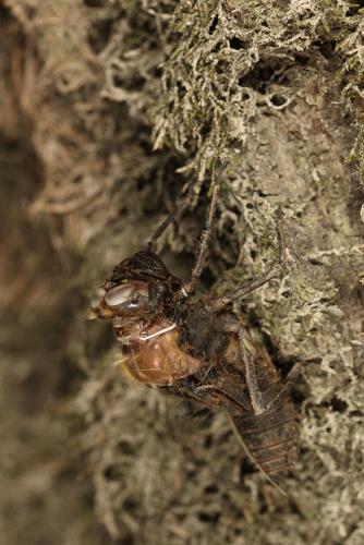 Oxygastra curtisii